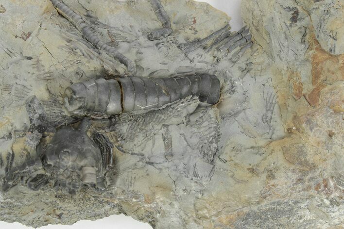 Fossil Crinoid (Cyathocrinites) - Monroe County, Indiana #231972